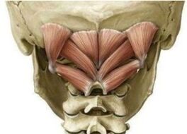 Muscles du cou profonds tenant l'Atlant dans la mauvaise position